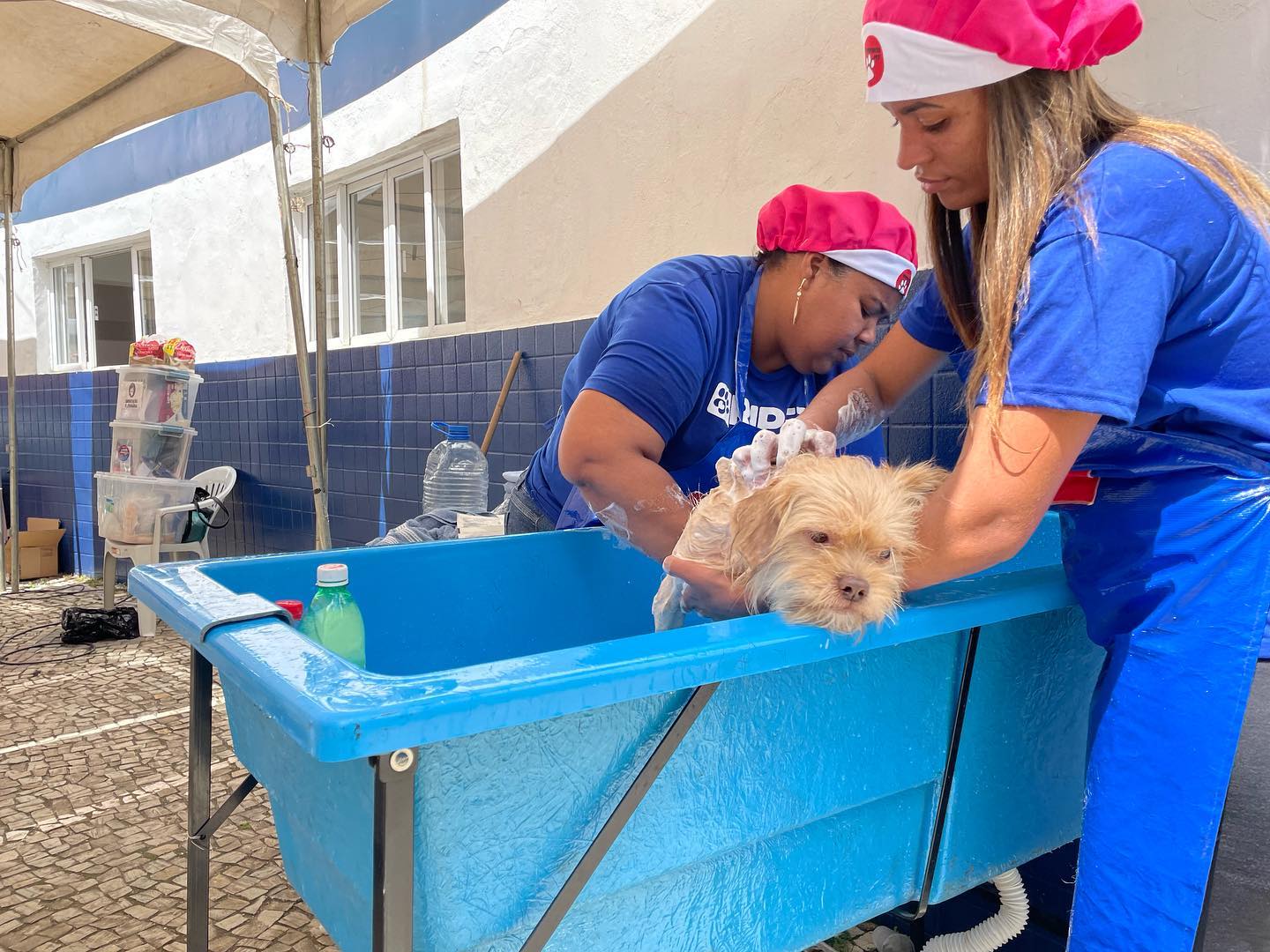 O Dia P – de prevenção e cuidados com os animais está sendo um sucesso na Praça Roger Malhardes.